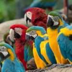 opletten bij aankoop papegaai