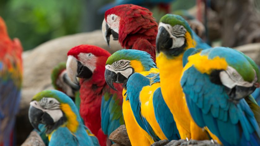 opletten bij aankoop papegaai